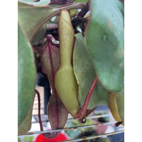 食蟲植物 Nepenthes clipeata  圓盾豬籠草