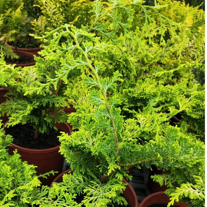 ☈綠玫☈喬木植物☈黃金姬檜木☈5/6吋盆☈