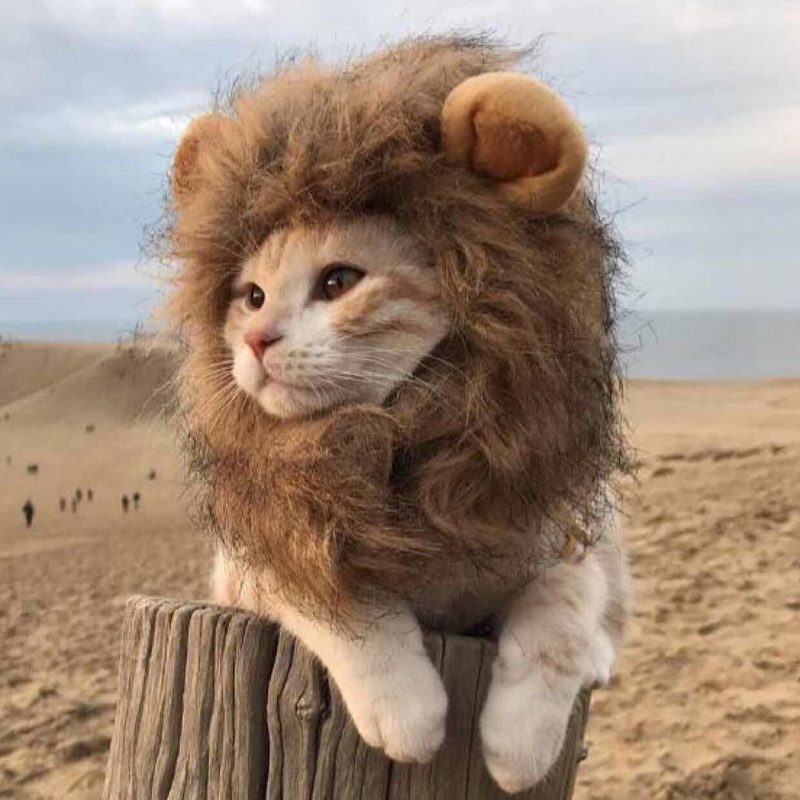 寵物獅子頭套 寵物帽帽 假髮 狗貓變裝 寵物COSPLAY 獅子造型