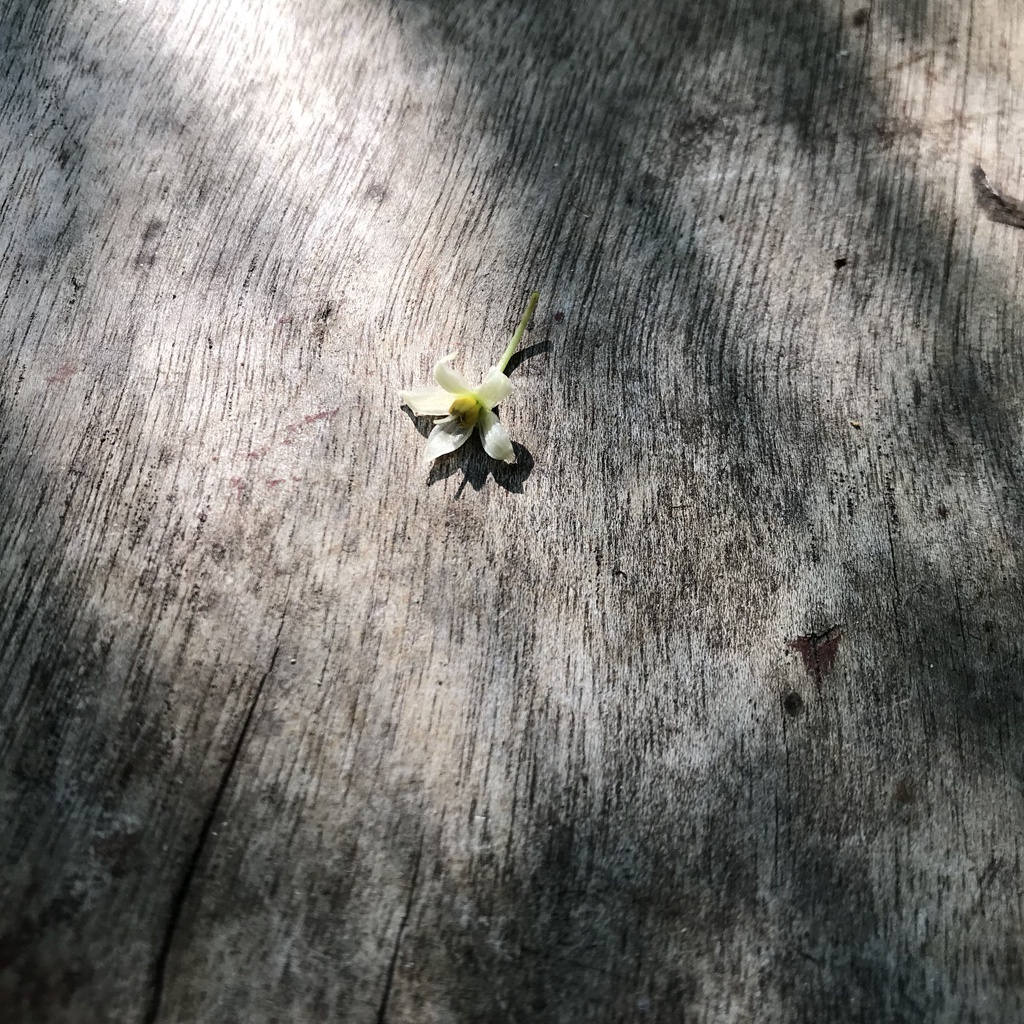 「玉珊瑚」自製 台灣花精 竹土石山外傳 巴赫花精 bach 做法 土地 能量 基礎花精 台灣冬青 過度敏感