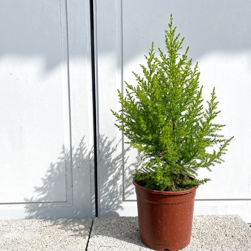 👉霖樺園👈《5吋盆-香冠柏》聖誕節植物|室內植物|淨化空氣|居家綠化|商業空間綠化