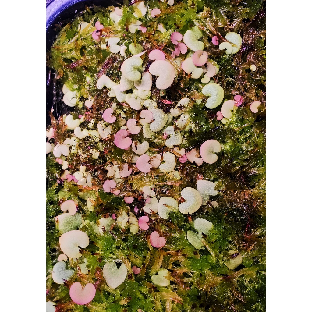 愛心狸藻U.nephrophylla x geminiloba 食蟲植物 補蟲菫 捕蠅草 豬籠草 毛氈苔 狸藻 補蟲堇