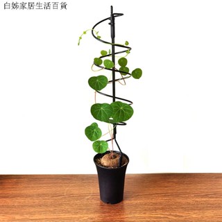 攀爬花架 花架 造型小支架 支撐桿 山烏龜綠植案頭花架 龜甲龍爬藤架 綠蘿攀爬架子 花卉球蘭植物造型架