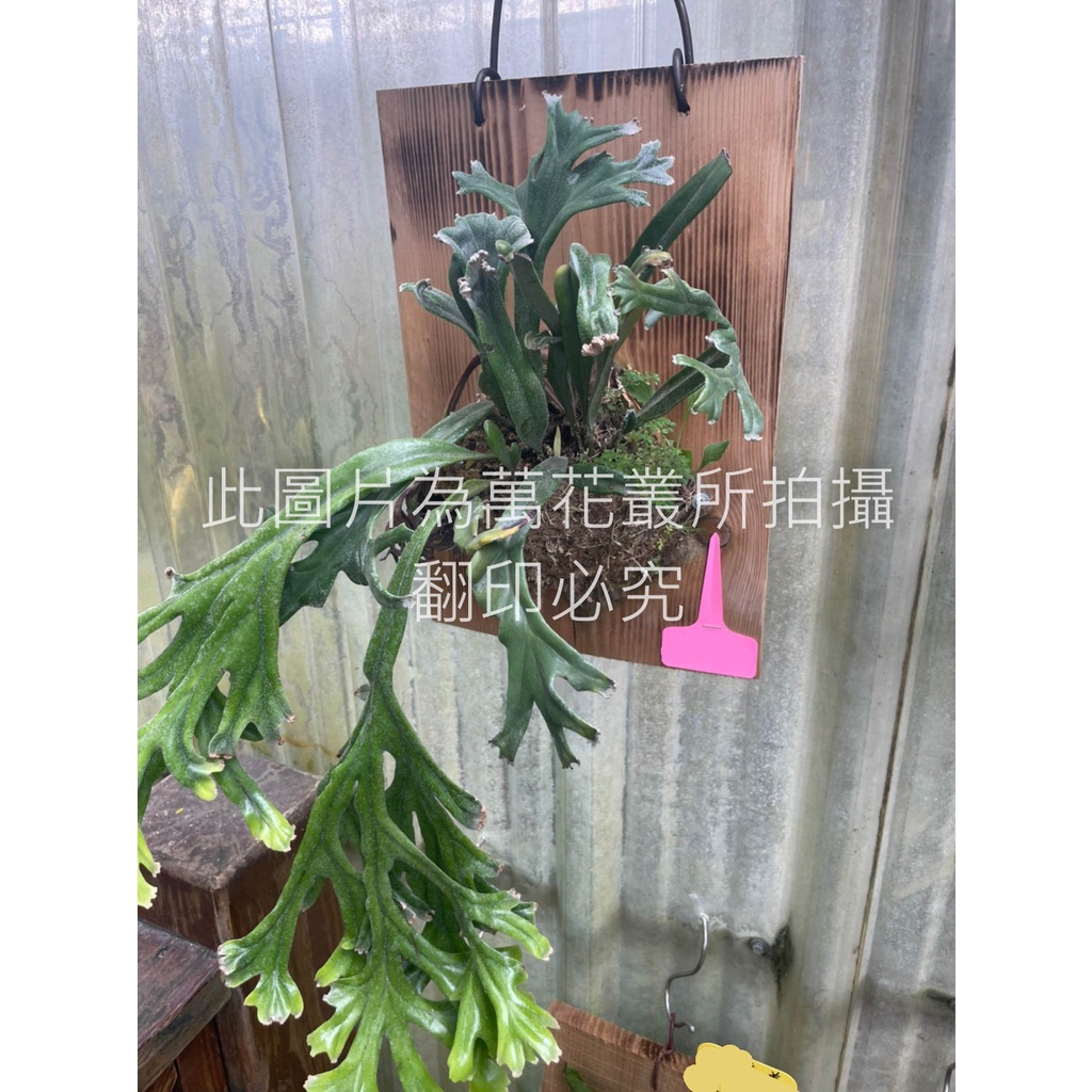 ☆萬花叢★觀葉植物【鹿角石葦蕨】★上板★高約20-30cm☆(不可超取)