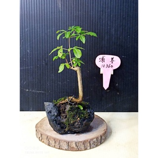 樂山 埔姜 H360 小型盆栽