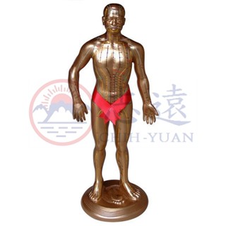 【志遠】✨臺灣製現貨✨ 針灸銅人模型 小銅人52cm 中銅人90cm 玻璃纖維 針灸經穴模型 經穴銅人 人體穴位 經絡