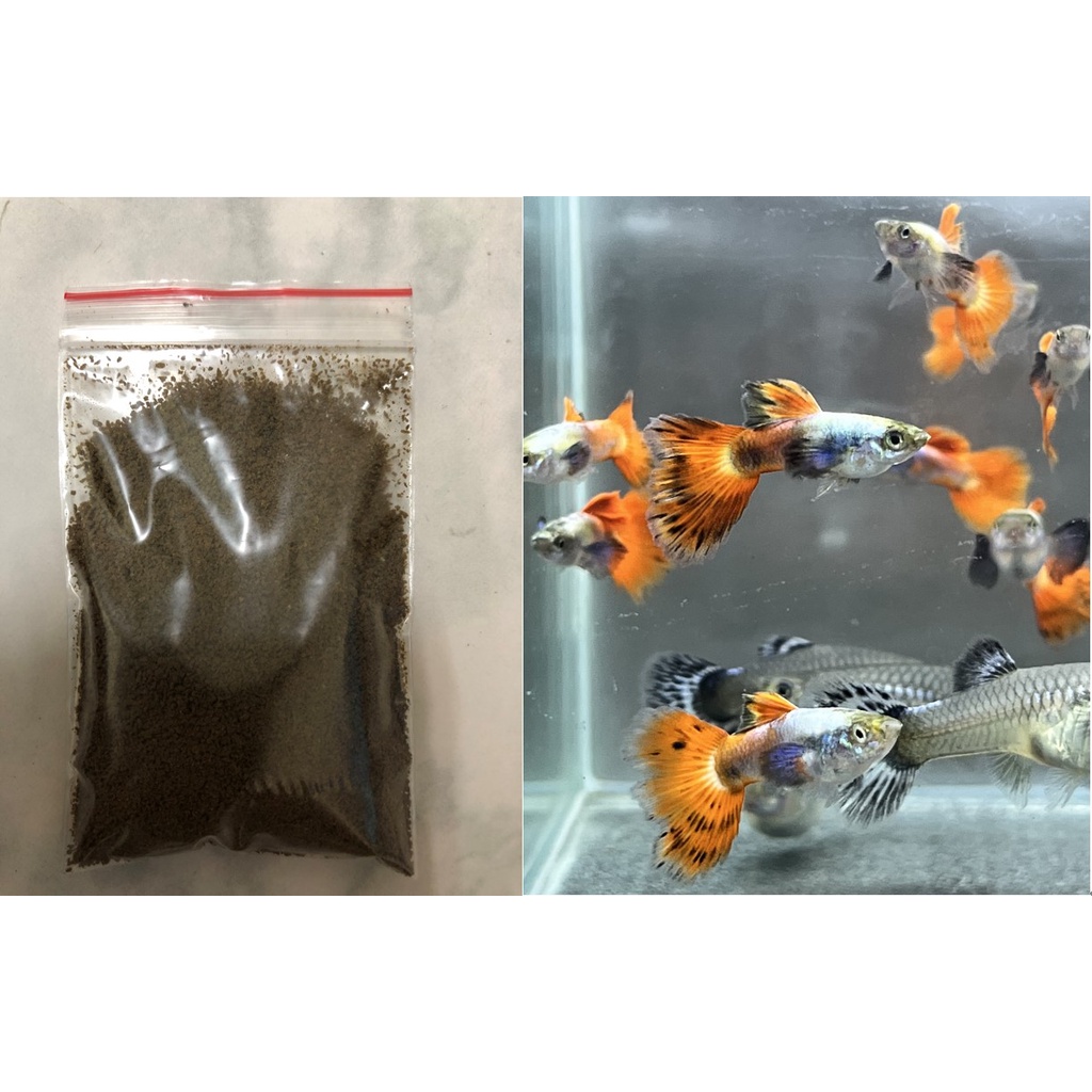 圓水蚤1包50元/孔雀魚飼料/白金紅尾大耳1份2對。店到店超商取貨