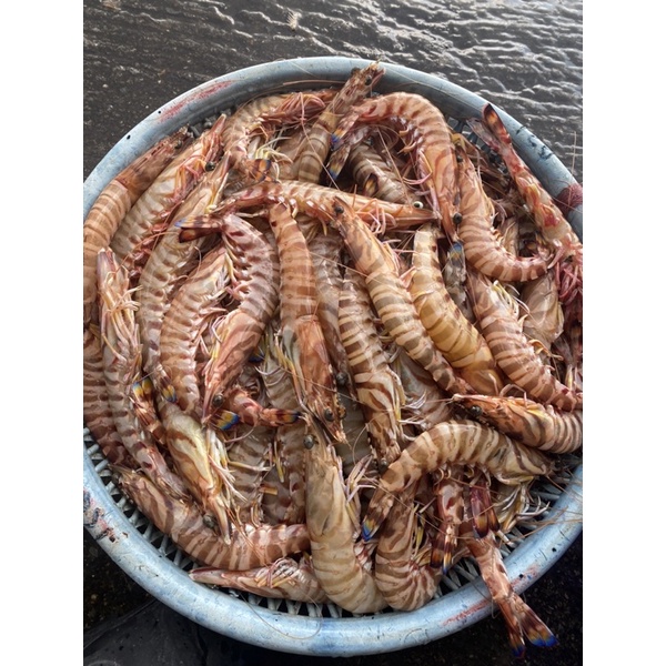 宜蘭媳海鮮水產-現撈明蝦