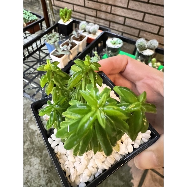 多肉植物—「塔椒草」（現貨⭕️快速出貨   ）多肉盆栽花盆 小花盆 迷你花盆  多 肉植物盆栽 選擇多肉植物 ～～