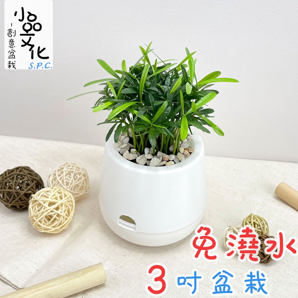 【小品文化】羅漢松【現貨】3吋雪胖免澆水盆栽 室內植物 辦公室盆栽 懶人盆栽 水培植物 水培盆栽 植栽