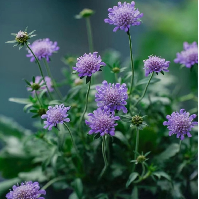 超優惠 超仙氣 歐美風格 高加索 藍盆花 好樣易種 陽臺庭院 花仙境搭配植物種子花卉必選款植物種子