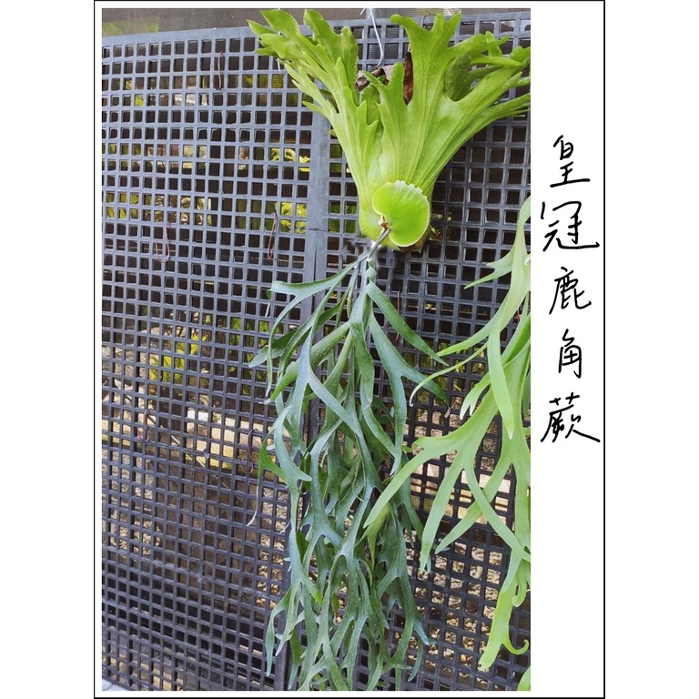 &lt;美心花園&gt;  皇冠鹿角蕨  18原生之一品種
