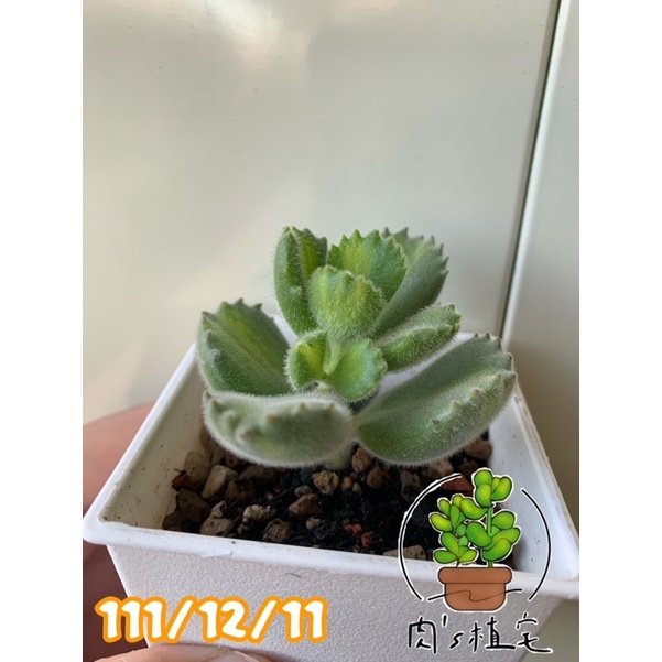 肉 S植宅 多肉植物熊童子綠熊黃熊熊掌系列3吋盆 穩根植株 含盆寄送 蝦皮購物