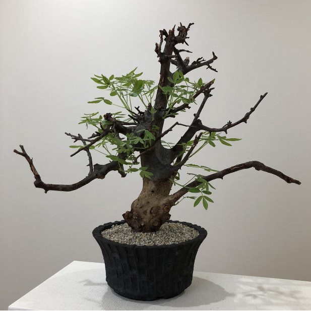 【大利叔叔】角瘤沒藥 紅皮/灰皮/黑皮 Commiphora mildbraedii 種子 夏型 沒藥樹 塊根 多肉植物