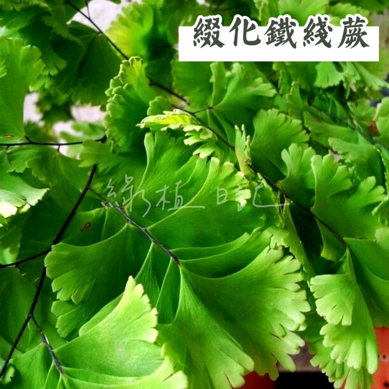 ｜綠植日記｜綴化鐵線蕨/Adiantum capillus-veneris "Imbricatum"/觀葉植物/3吋/4