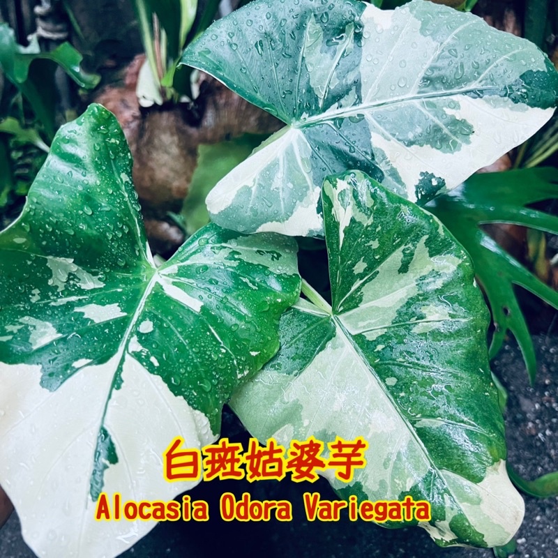 《天棠地芋》白斑姑婆芋 Alocasia Odora Variegata 白斑姑 斑葉 姑婆芋