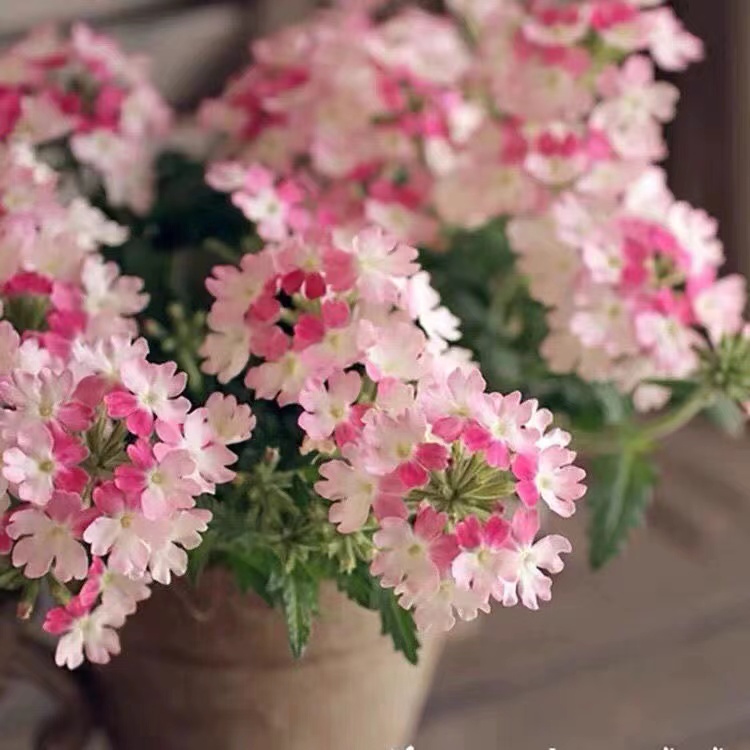 超優惠 日本 美女櫻易爆盆花種子 陽臺 庭院 花園可種植 凈化空氣 花期長 四季開花