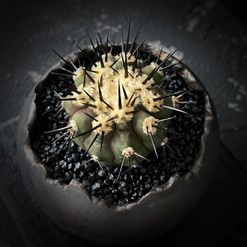 黑王丸 Copiapoa cinerea 龍爪球 降接 仙人掌 塊根 多肉植物 在台現貨  一物一拍