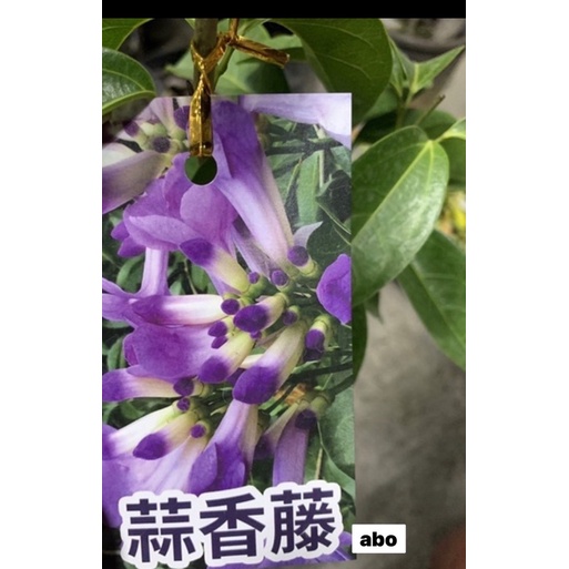 蒜香藤(紫羅蘭）abo 特價$105