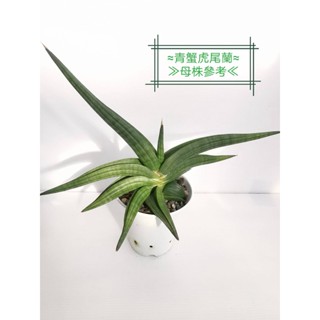 [1140405更新] [部分微根] 青蟹 中小苗 虎尾蘭 (多棵 🌵溫馨の多肉🌞 淨化空氣 多肉植物