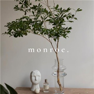 monroe家居透明玻璃花瓶馬醉木吊鐘花器擺件餐桌鮮花裝飾簡約插花