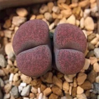 臺灣現貨現發 五十款毛漢尼種子 肉錐燈泡種子 多款新品蛋糕風鈴 高爾夫 豬皮 火烈鳥 安貞 新手易種