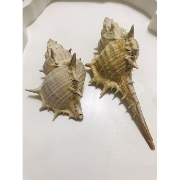 天然貝殼🐚女巫骨螺 長刺螺 寶螺骨螺 寄居蟹替換殼 缸內造景藝術