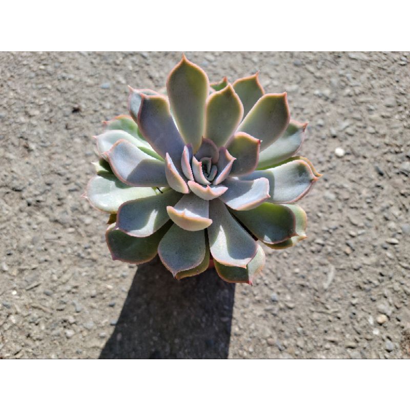 🌵多肉植物🌵獵戶座 3吋盆