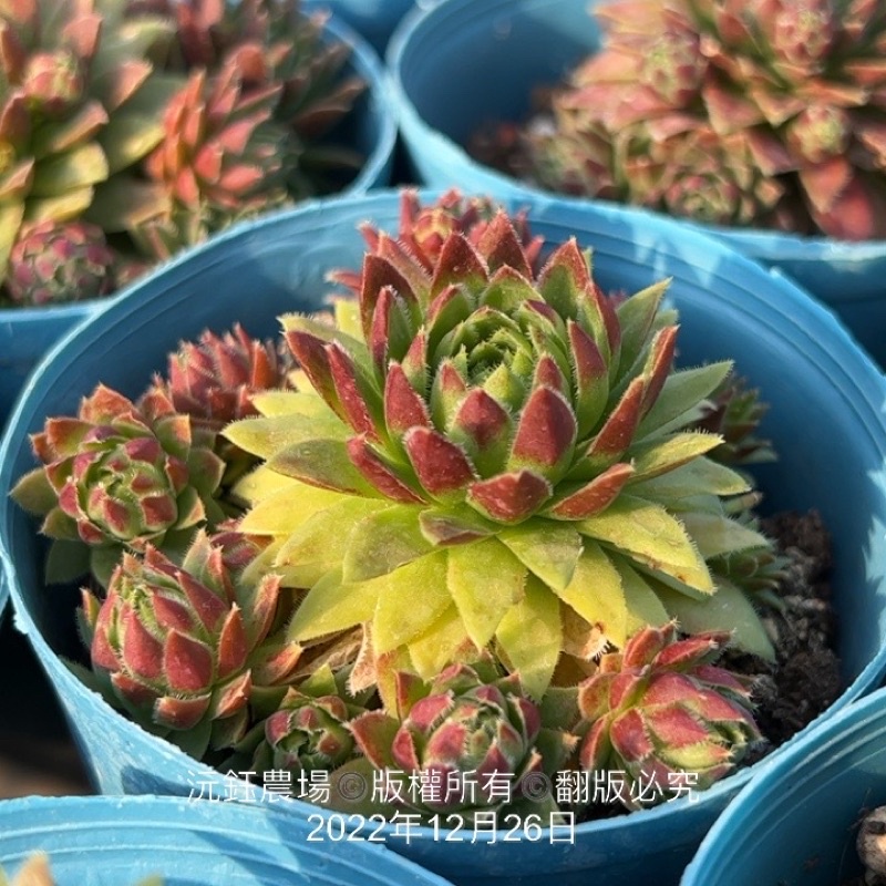 沅鈺農場   多肉植物   滾球卷娟