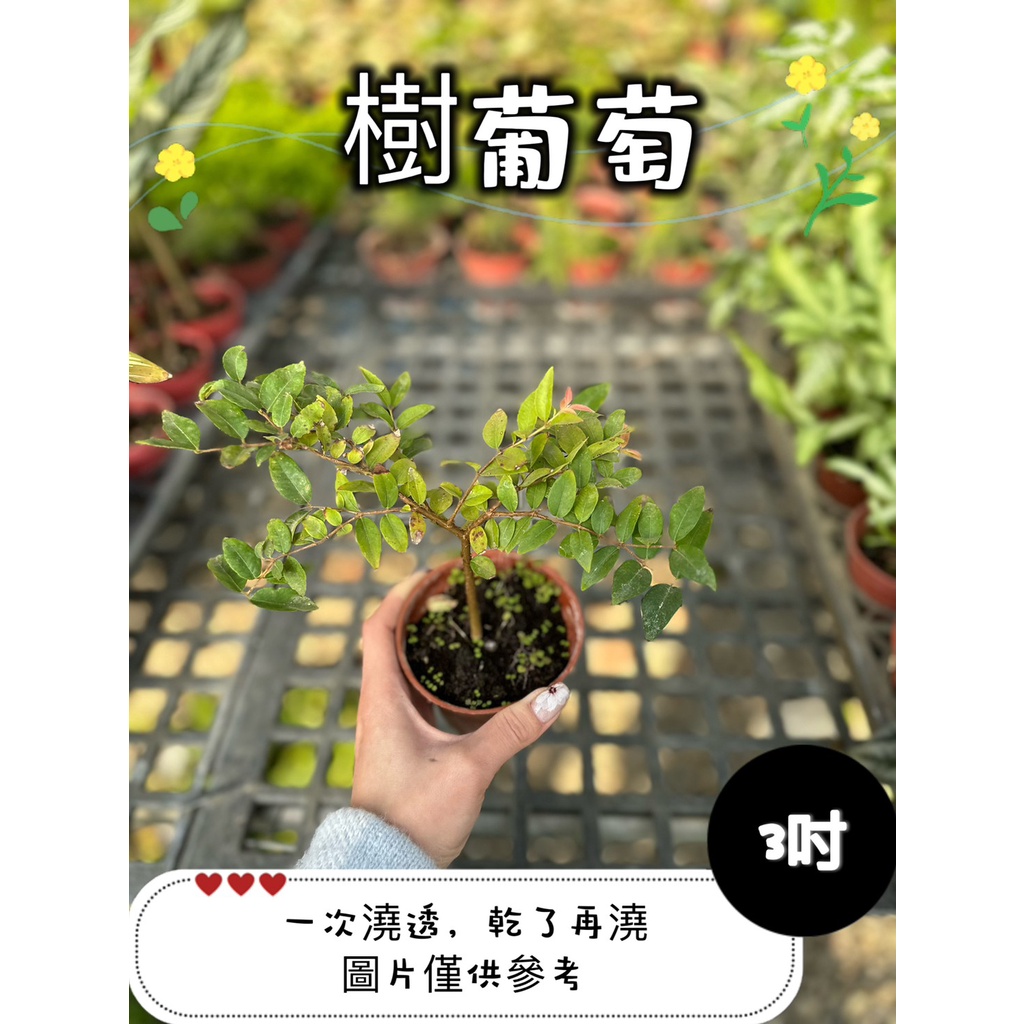 🪴【植入你心❦】樹葡萄-沙巴樹葡萄-實生苗-3吋盆-定價60特價50