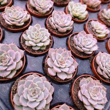 熊童子多肉的價格推薦 23年2月 比價比個夠biggo