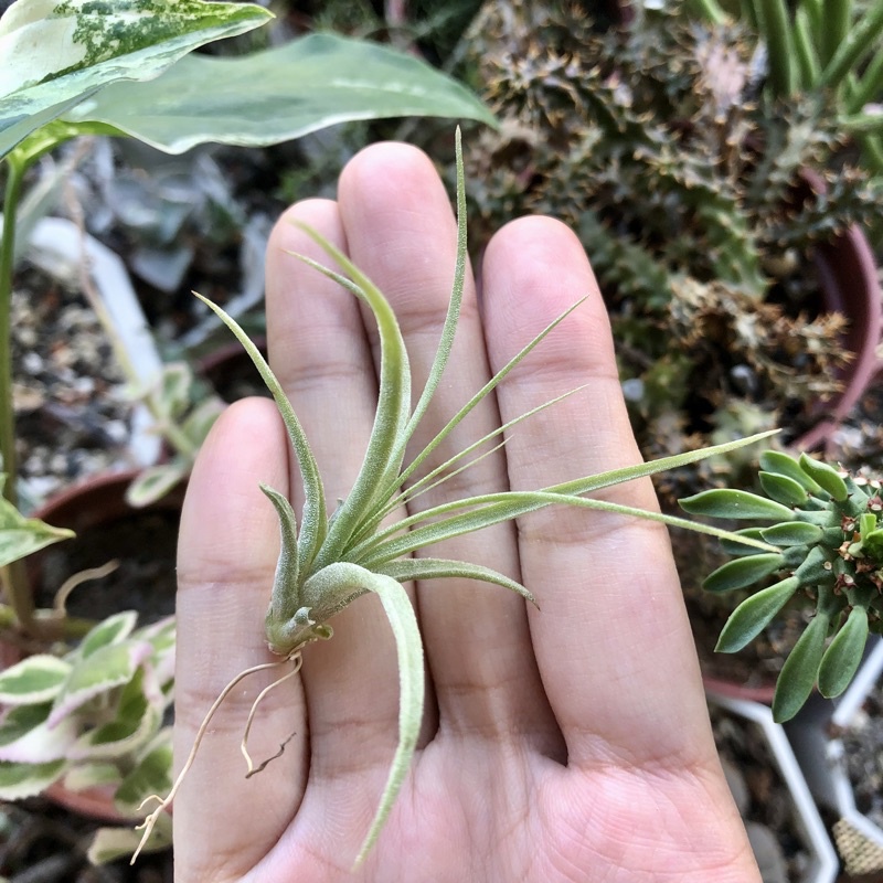 蒔/ 空氣鳳梨 空可樂X電捲燙 concolor X streptophylla 空鳳 觀葉植物 雨林植物 多肉植物