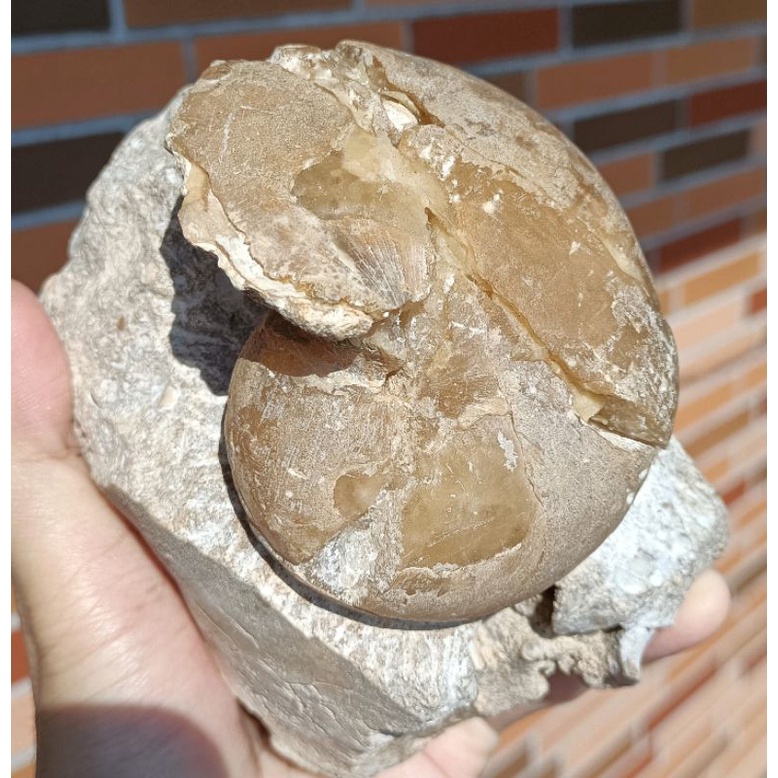 [程石] 摩洛哥  方解石化阿圖角石/鸚鵡螺化石
