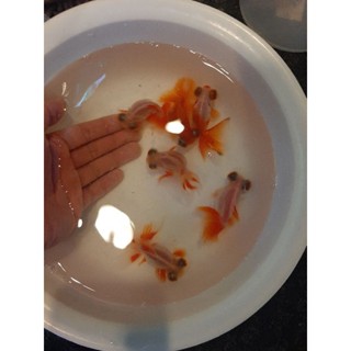 蝶尾 優惠推薦 23年1月 蝦皮購物台灣