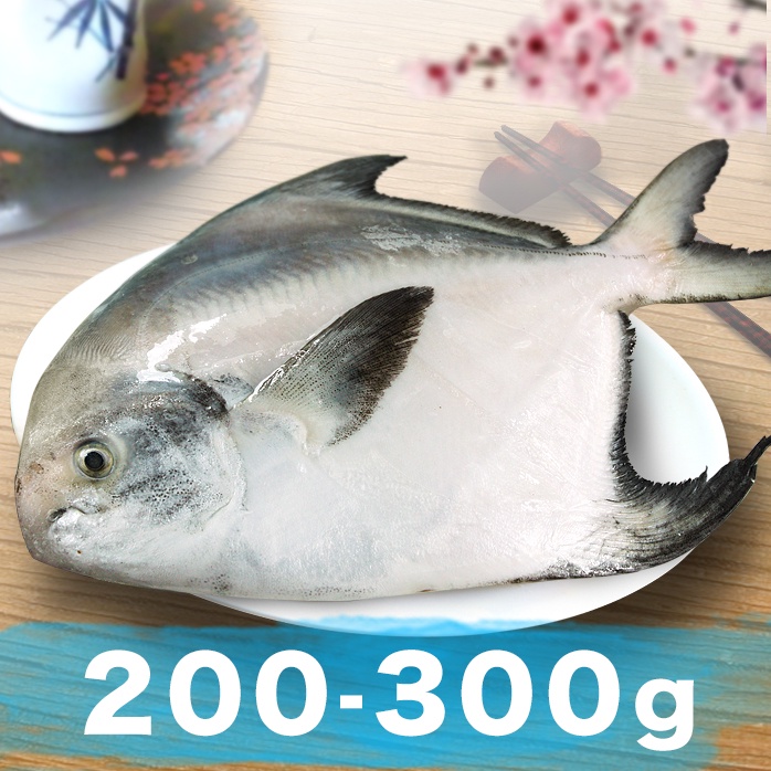 南海豐【野生白鯧魚】每尾200~300g 船撈急凍鮮度極鮮 肉質細嫩.少刺甜美 頂級海鮮食材 團購海鮮宅配