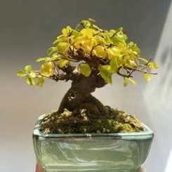 臺灣現貨現發 微型景觀植物茉莉花 梔子花 櫻花 迎客松種子 羅漢松 松假山松種子植物盆栽 陽臺室內室外