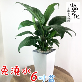 【小品文化】白鶴芋 6吋磚紋免澆水懶人盆栽 空氣淨化 簡單好種植 觀葉植物 室內植物 創意花盆 居家辦公盆花