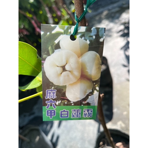 ★綠霖園藝★麻六甲白蓮霧 高度60公分 內植物/新興果樹/水果樹苗/果苗/嫁接/植物/盆栽