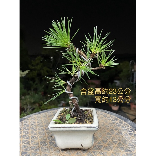 藝樹植栽 小品盆栽 造型盆栽 日本鹿島黑松 蝦皮購物