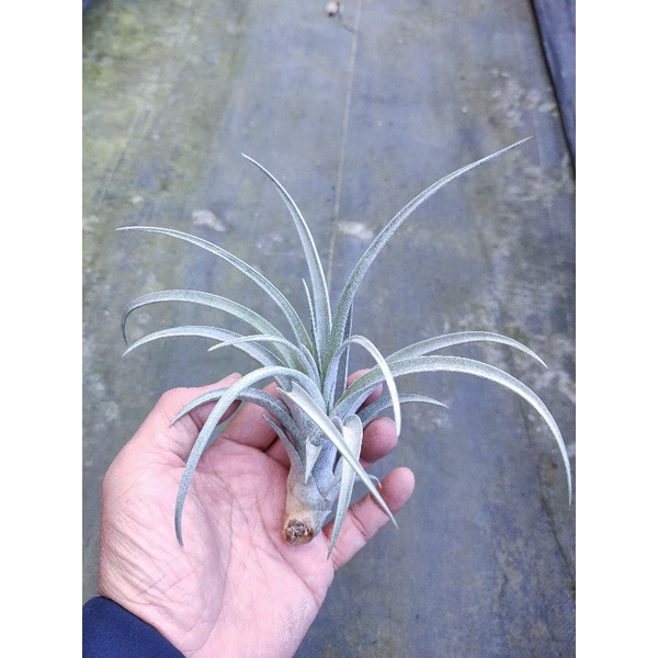 綠房子空氣鳳梨 尤利酷拉達X電捲燙 utriculata X streptophylla