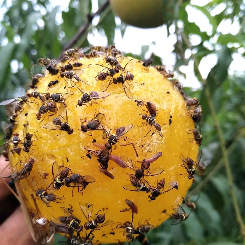 (挑戰最低價，樂悠農，同價比質，同質比價)東方果實蠅、果蠅、果實蠅、特大黏蠅球(8.5-9cm，市面最大)昆蟲性費洛蒙