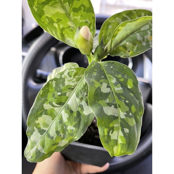 絕美三色迷彩粗肋草 實生苗Aglaonema pictum tricolor 觀葉 雨林 迷彩