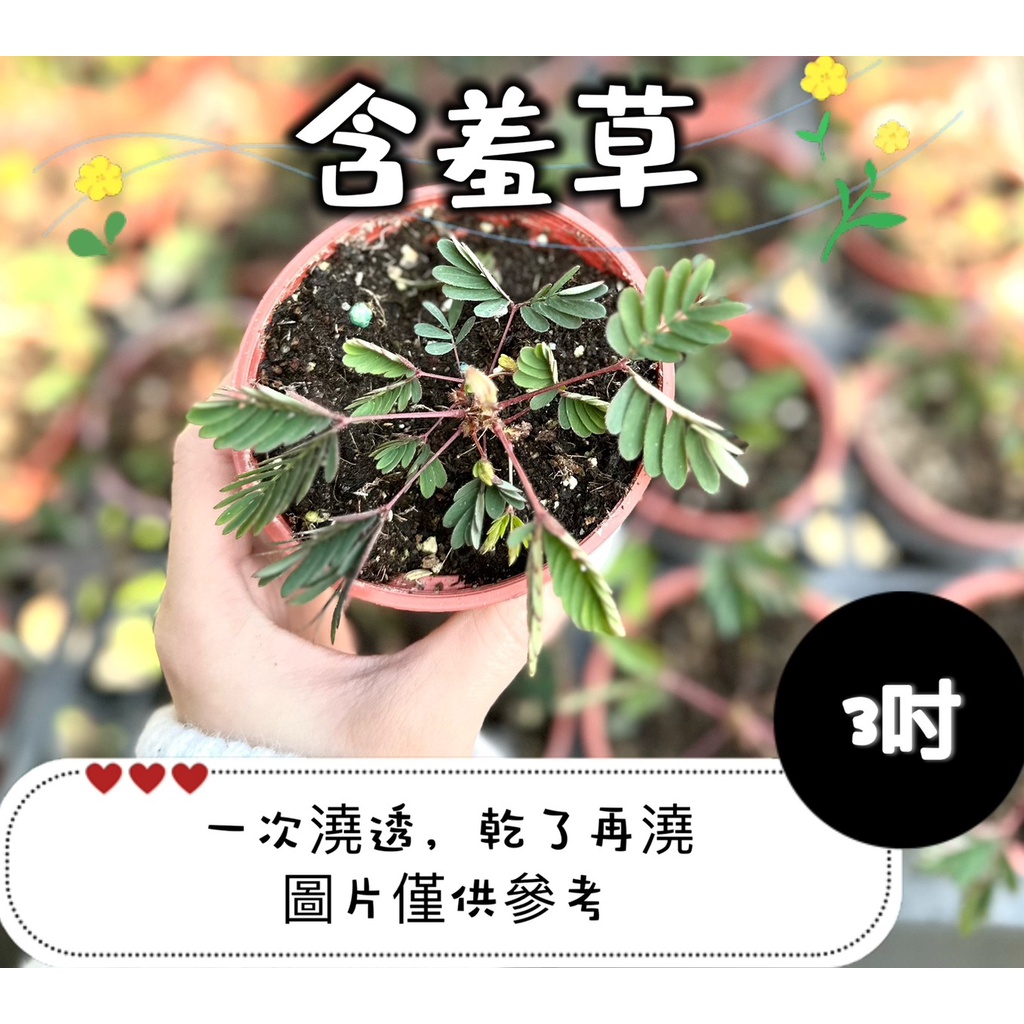 🪴【植入你心❦】含羞草-知羞草-觀葉植物-3吋盆-定價60特價50