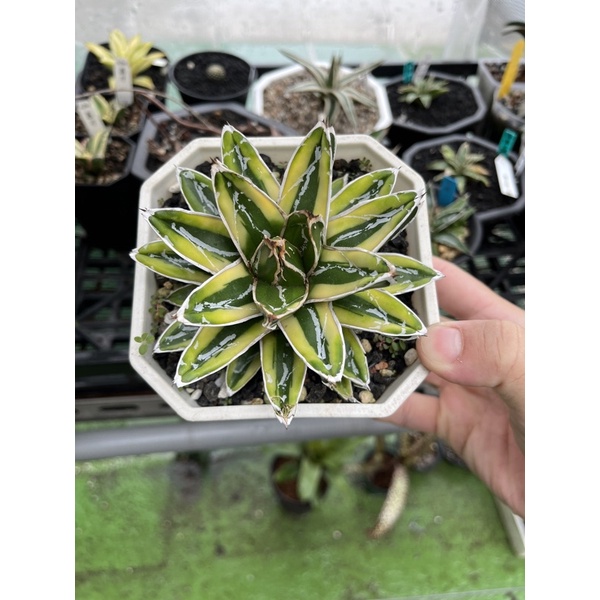 龍舌蘭 Agave 輝山笹之雪 植物 塊根 仙人掌 多肉 觀葉 園藝