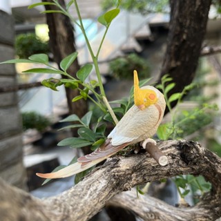 ☆歐美洋行☆日本鸚哥造型公仔-早安系列 玄鳯鸚鵡款 古銅珍珠太陽鳥 玩偶擺飾公仔扭蛋 轉蛋微型模擬小鳥動物多肉植物佈景