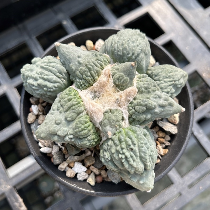 多肉植物 仙人掌 怒濤牡丹 實生