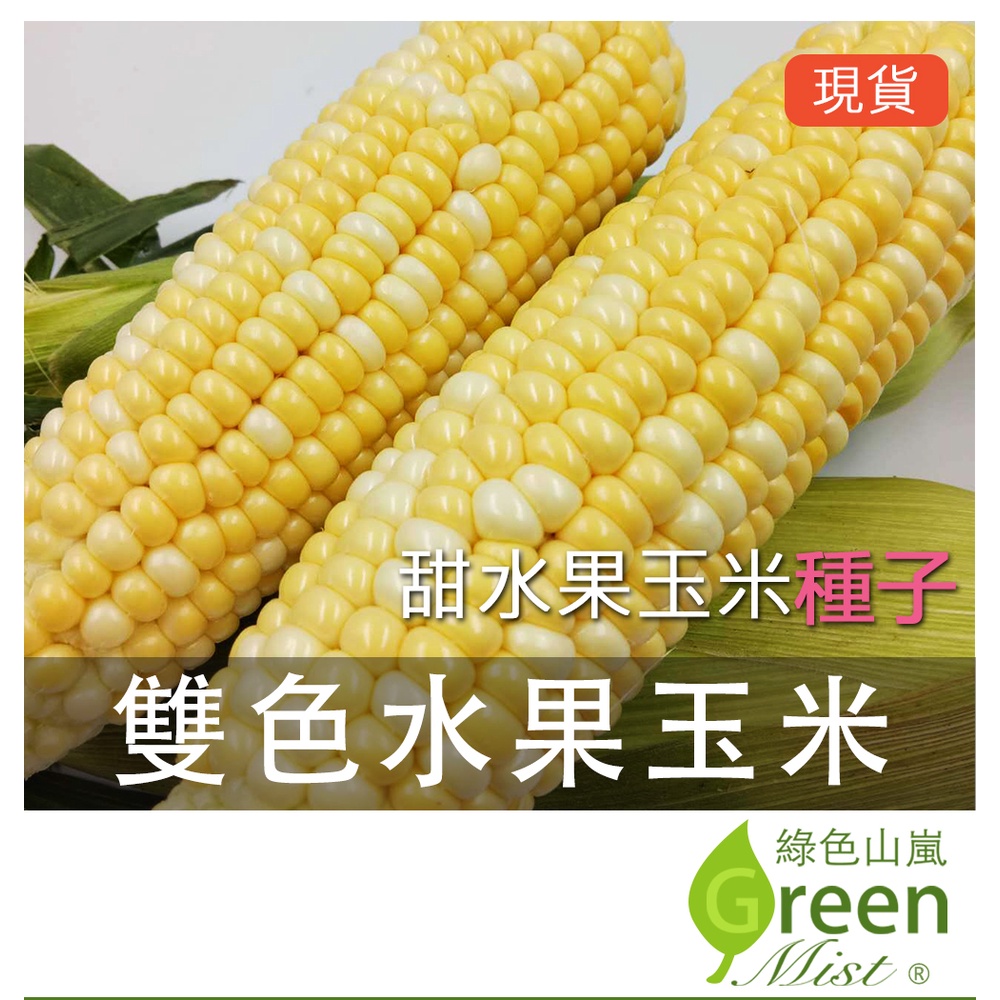 現貨-黃白雙色水果玉米(20粒種子)  黃白雙穗水果玉米 水果玉米 甜玉米 玉米種子  蔬菜種子【綠色山嵐】