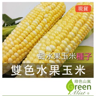 黃白雙色水果玉米(20粒種子) 黃白雙穗水果玉米 水果玉米 甜玉米 玉米種子 蔬菜種子【綠色山嵐】