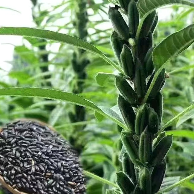 日式造景芝麻種子 白芝麻 黑芝麻 高產 早熟 芝麻油專用優質蔬菜種子 四季種植