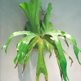 入門款｜三角鹿角蕨 2吋盆 孢子苗 蕨類植物 鹿角蕨上板 觀葉植物 上板植物 植栽 植物 【阿金的便秘花園】PP130
